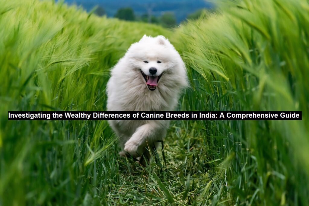 Investigating the Wealthy Differences of Canine Breeds in India: A Comprehensive Guide